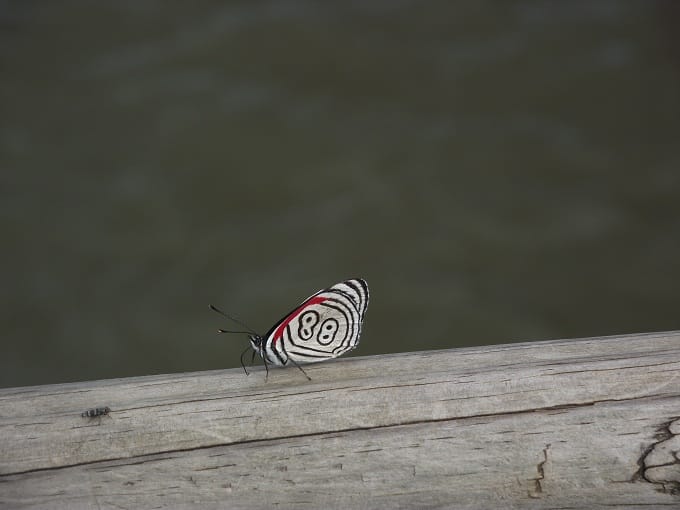 blogargborboleta