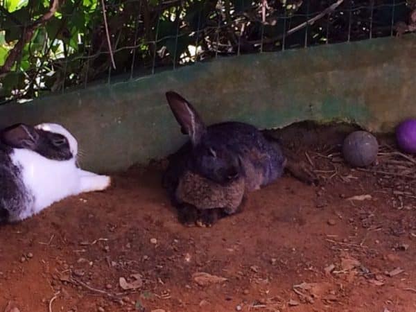 Que lindo...Tem até coelhinhos...