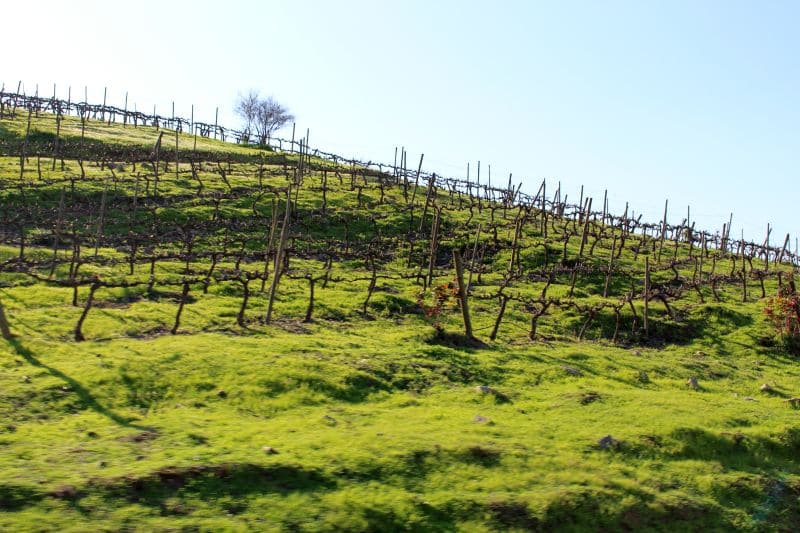 Valle Maipo e Vinicola Tarapaca Ex Zavala