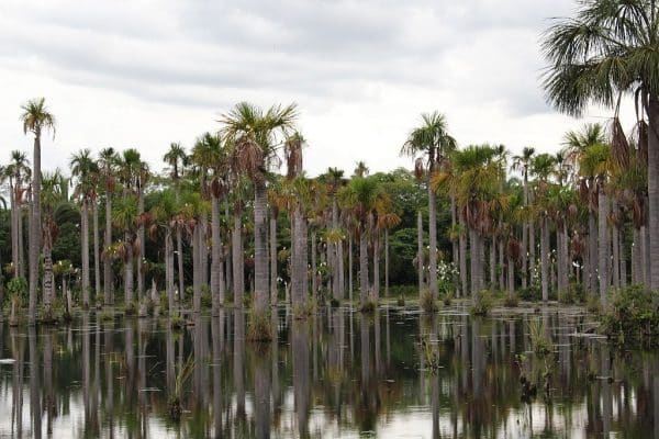 CHAPADA E NOBRES MATO GROSSO 868