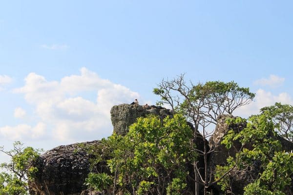 O Urubu rei esta no topo da pedra.