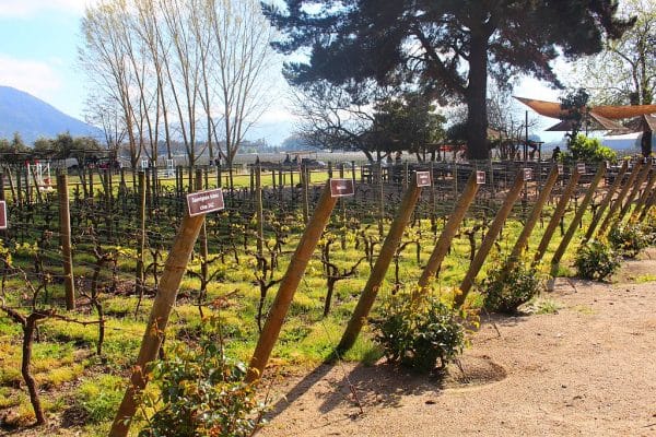 viu manent valle de colchagua chile