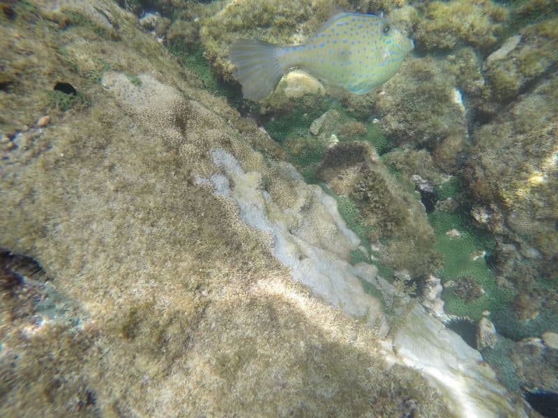 passeio meia volta a ilha em ilha grande