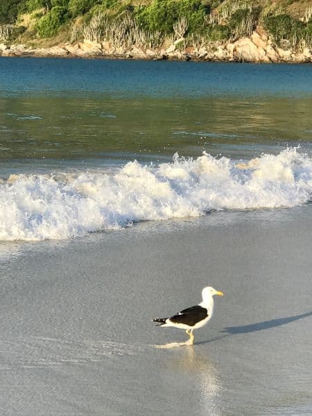 Arraial do Cabo Dicas