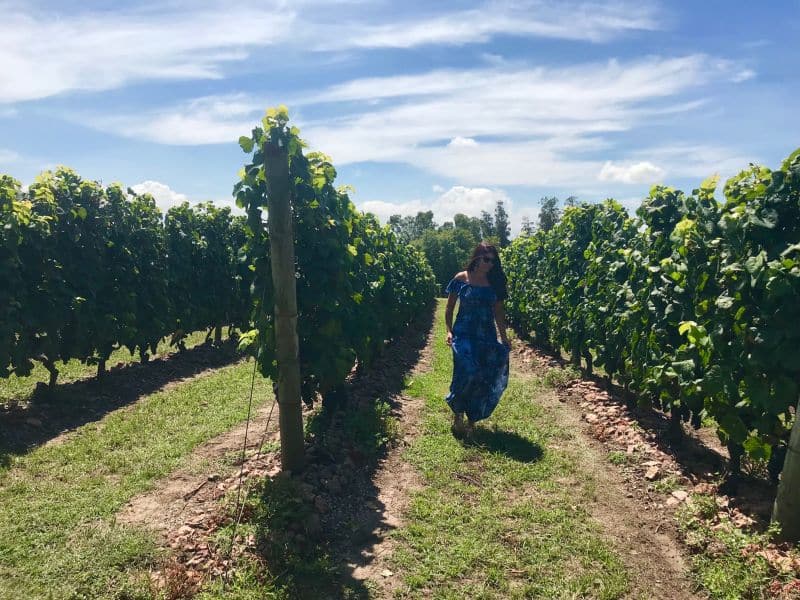 Bodega Bouza montivideu 