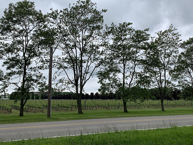 melhores vinícolas em Niagara on the Lake