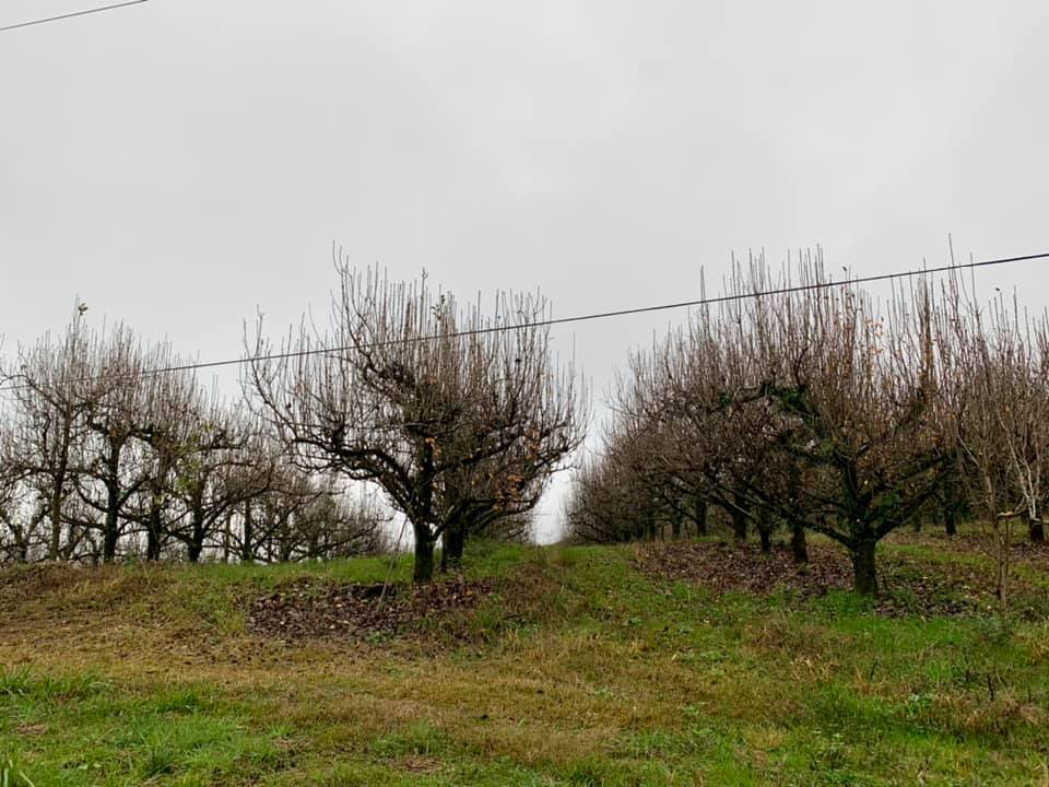 o que fazer em Flores da Cunha