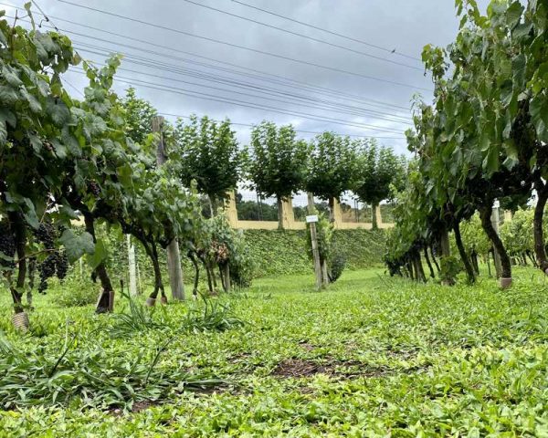 Vinícola Miolo em Bento Gonçalves